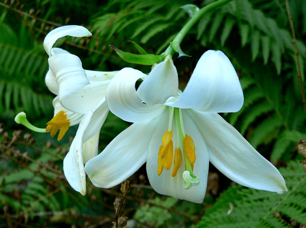 Lilium candidum source wikimedia commons photo credit Stan Shebs copyright to attribution